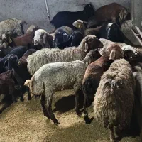 سلاخ گوسفند