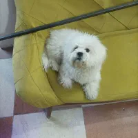 حیوان سگ|سگ|خرم‌آباد, |دیوار