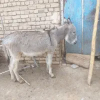 الاغ خر مشکل دار برای خوراک سگ