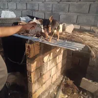 سگ پا کوتاه|سگ|بم, |دیوار