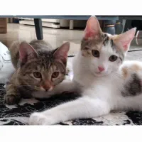 بچه گربه ۵ ماهه ماده خونگی و سالم