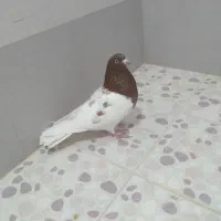 کفترهای پرشی و بازیدار