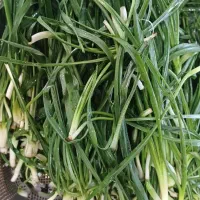 سبزی کوهی شنگه یملیگ