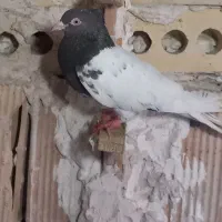 کفتر|پرنده|مشهد, شهید مطهری|دیوار