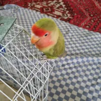 این طوطی بریزیلی گم شده|پرنده|شیراز, سینما سعدی|دیوار
