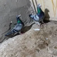 کبوتر مسافتی