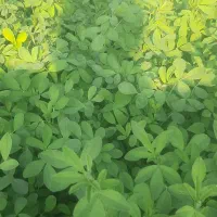 بذر یونجه رنجرامریکایی|خدمات باغبانی و درختکاری|مرودشت, فاز اول شهرک فرهنگیان|دیوار