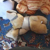 عروسک|اسباببازی بچه|بانه, |دیوار