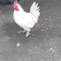 خروس جوان پاپرزرنگ گلین