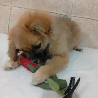 سگ خوبی حرف گوشکن