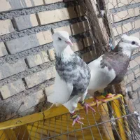 طوقی|پرنده|شوشتر, |دیوار