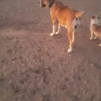سگ گله|سگ|سبزوار, اسلام آباد|دیوار