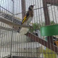 سهره جفتی کهنه قفس سرما کشیده خوش دهن