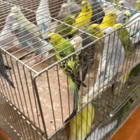 مرغ عشق کوتوله طوطی فروش وخرید