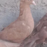 هفت عدد زرد وسرخ