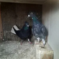 زاغ دم سفید|پرنده|مشهد, هنرستان|دیوار