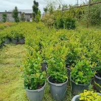 یاس هلندی ،ژینکو