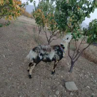 بره قوچ پلنگی خالسیاه اصل|حیوانات مزرعه|شازند, |دیوار