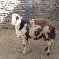 بره قوچ پلنگی