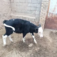 گاو گوساله دار