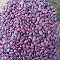 فروش لوبیا قرمز