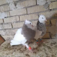 جفت طوقی یک|پرنده|رامشیر, |دیوار