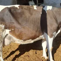 گاو شیری شکم سوم با گوساله