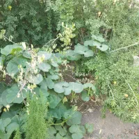 باغ  4دیواری سنگ سفید