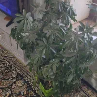 گل شفلرا|گل و گیاه طبیعی|کارزان, |دیوار