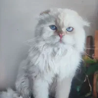 گربه نر گردن گیر اسکاتیش فولد انفلد واسه جفتگیری