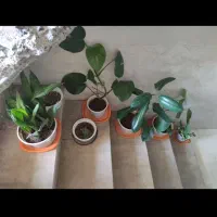 فروش گل های طبیعی زینتی در بدره|گل و گیاه طبیعی|بدره, |دیوار