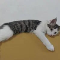 واگذاری دو گربه ۶ و ۷ ماهه|گربه|اراک, |دیوار