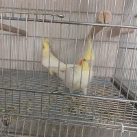 فروش جفت عروس هلندی لتینو