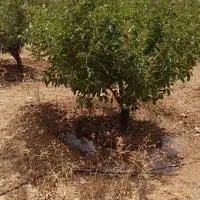 فروش باغ مثمر