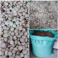 حبوبات عدس روس درجه یک