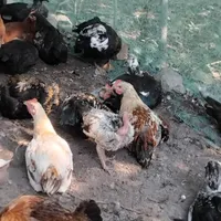 اردک اسراییلی جوجه پنج ماه وبوقلمون پنج ماه|حیوانات مزرعه|رضوانشهر, |دیوار