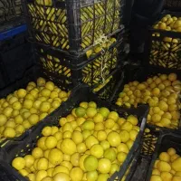 لیمو تازه و آبدار کیلو ۱85|حراج|کوهدشت, |دیوار