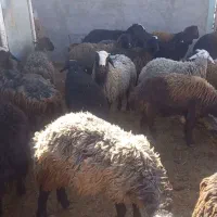 بره نر جفتی ۱۰۰ کیلو پروار