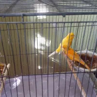 جفت قناری آماده