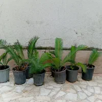 ۱۵ عدد سیکاس جوان|گل و گیاه طبیعی|رشت, رشتیان|دیوار