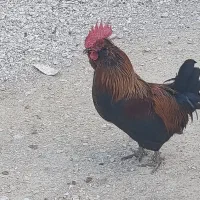 فروش خروس پاکوتاه بندر دیر