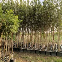 اکالیپتوس بیدمجنون نهال گلدار درخت پیتی حلبی پاکتی|خدمات باغبانی و درختکاری|تهران, سعادتآباد|دیوار