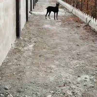 سگ نردوبرمن.مشکی|سگ|سبزوار, قصبه شرقی|دیوار