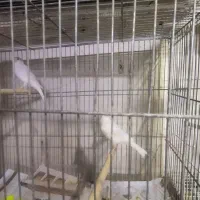 پرنده|پرنده|سلامی, |دیوار