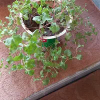 زیبا گل|گل و گیاه طبیعی|اسلامآباد غرب, |دیوار