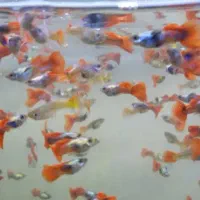 گوپی گرید بالا درجه یک و مولی پاندا