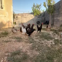 خروس گلین...گپی ریشو و ساده