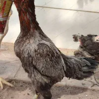 مرغ لاری|حیوانات مزرعه|تربت جام, والفجر|دیوار