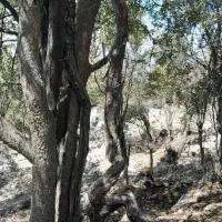 خانه رهن کامل