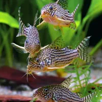 فروش انواع کوریدوراس